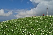 53 Estese fioriture di narcisi sul versante sud della cima del Linzone